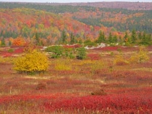 Reflections: Temenos November 2012